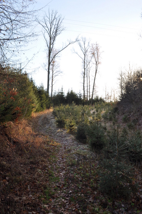 DSC_0831.jpg