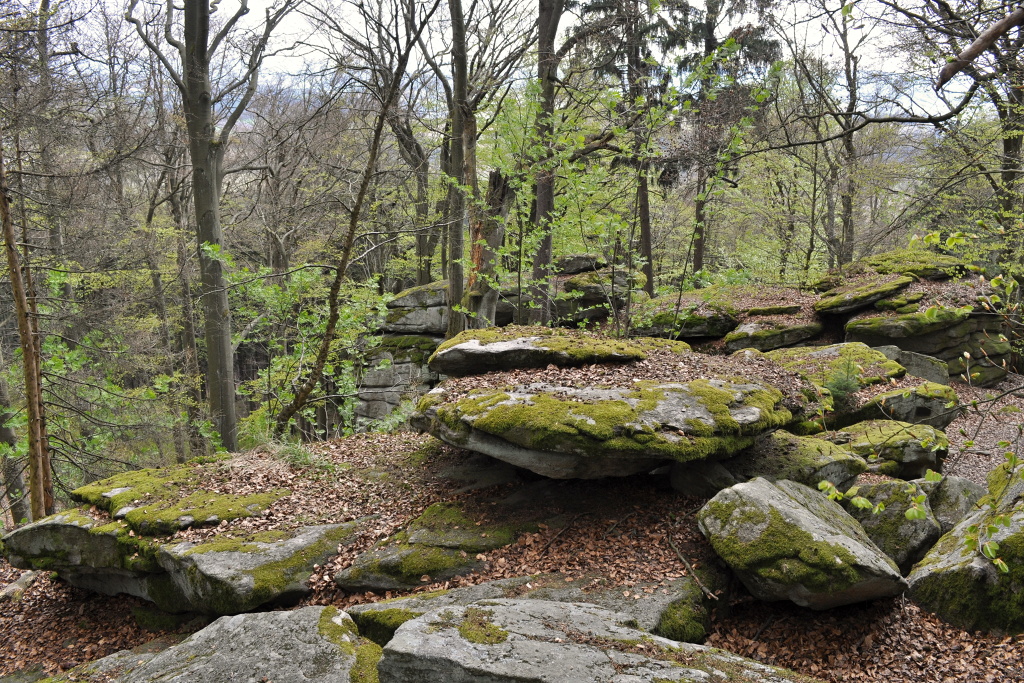 DSC_1300.jpg